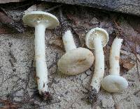 Lactarius subvernalis image