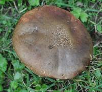 Boletus luridus image