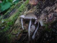 Mycena rubromarginata image