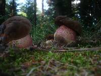 Boletus erythropus image