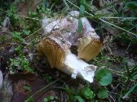 Russula nauseosa image