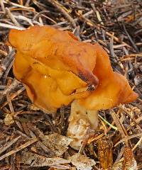 Gyromitra infula image