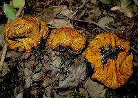 Calvatia rubroflava image