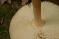 Amanita amerifulva image