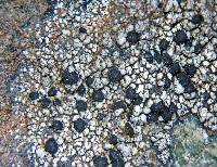 Lecidella carpathica image