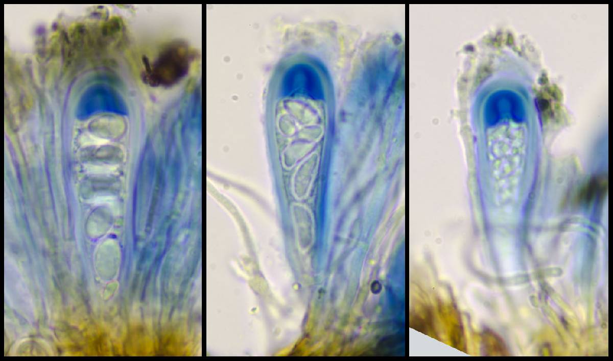 Lecidella carpathica image