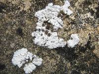 Solenopsora candicans image