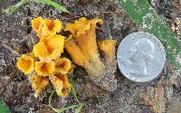 Craterellus odoratus image