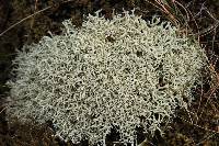 Cladonia zopfii image