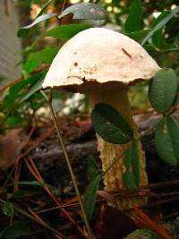 Austroboletus subflavidus image