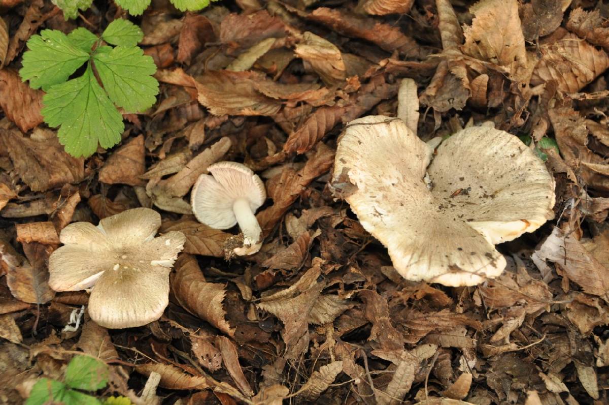 Tricholoma scalpturatum image