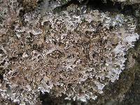 Peltigera rufescens image