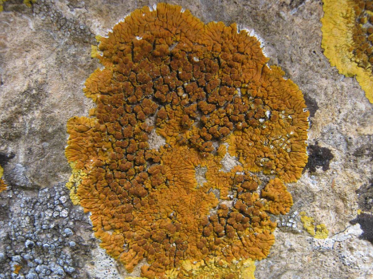 Caloplaca flavescens image