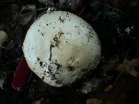 Amanita strobiliformis image