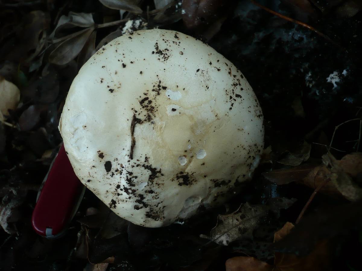 Amanita strobiliformis image