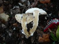 Amanita strobiliformis image