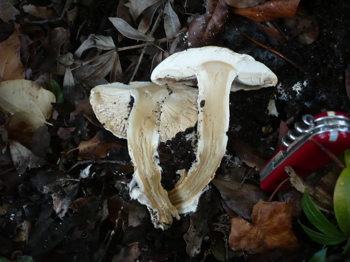 Amanita strobiliformis image