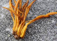 Clavulinopsis fusiformis image