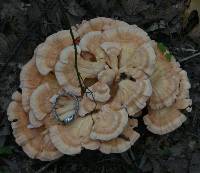 Laetiporus cincinnatus image