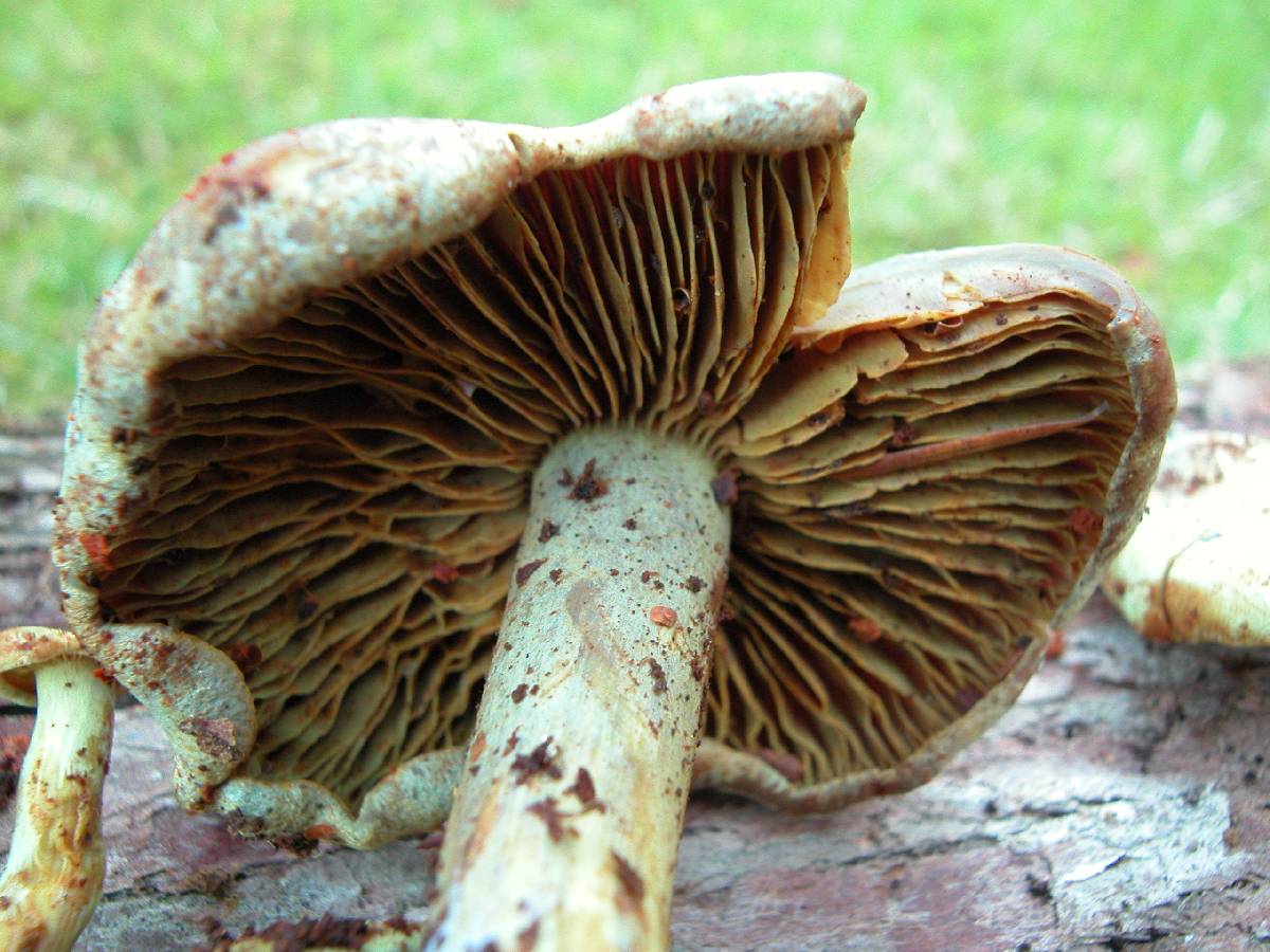 Gymnopilus punctifolius image