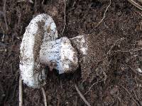 Tricholoma vernaticum image