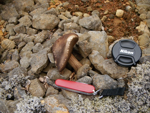 Leccinum rotundifoliae image