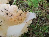 Russula crassotunicata image