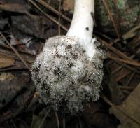 Amanita mutabilis image