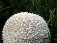 Lycoperdon marginatum image