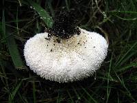 Lycoperdon marginatum image