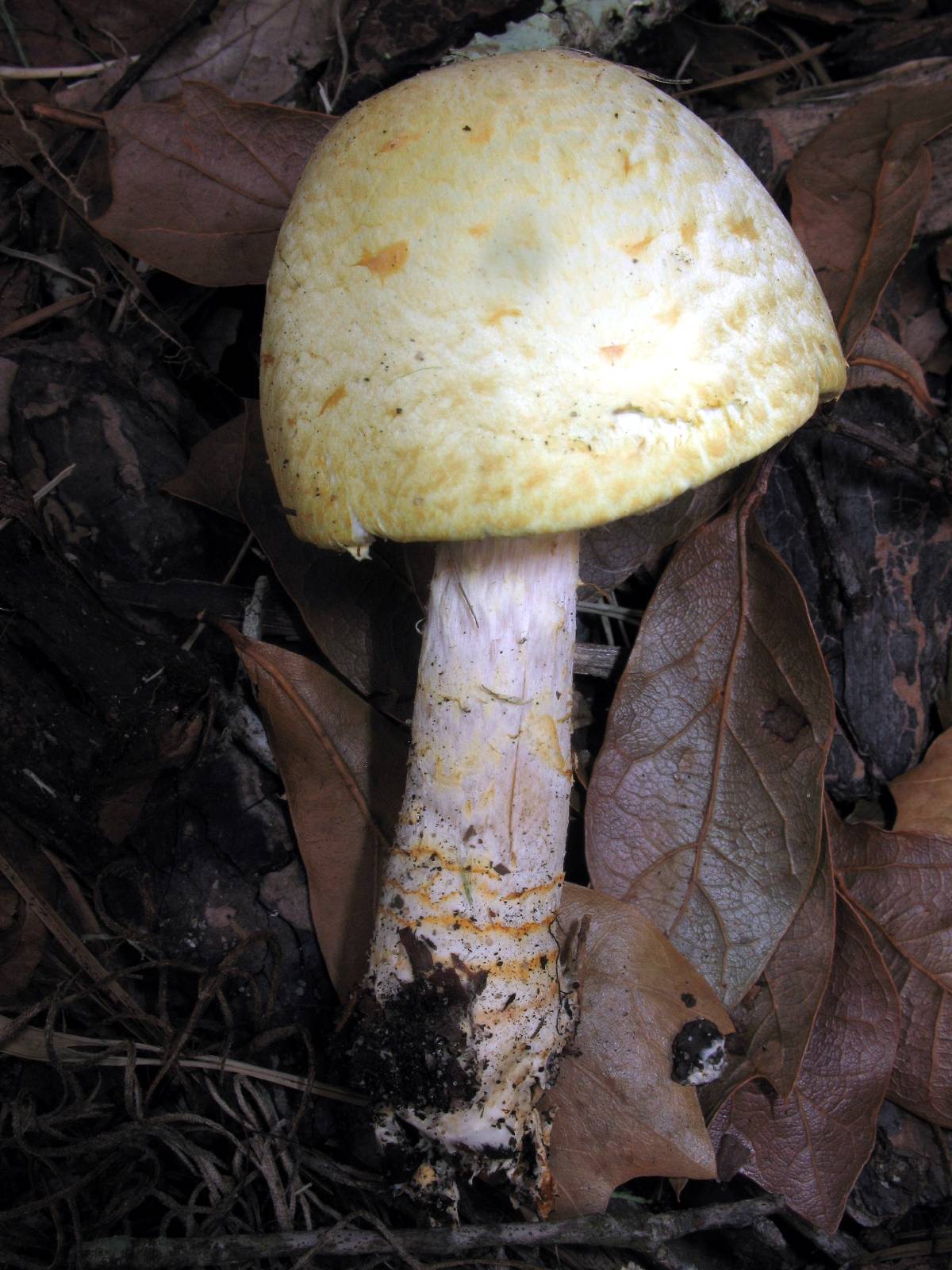 Agaricus auricolor image