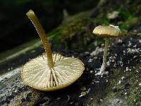 Simocybe centunculus var. centunculus image