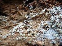 Ceratiomyxa fruticulosa var. fruticulosa image