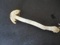 Leccinum luteum image