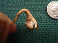 Cookeina tricholoma image