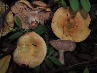 Lactarius rubrilacteus image