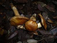 Cortinarius caligatus image