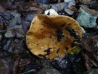 Cortinarius calochrous image