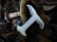 Cortinarius calochrous image