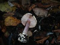 Cortinarius calochrous image