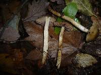 Cortinarius trivialis image