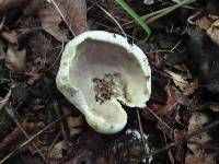 Tylopilus intermedius image