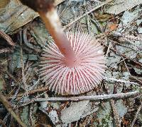 Mycena pura image