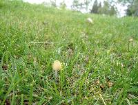 Conocybe apala image