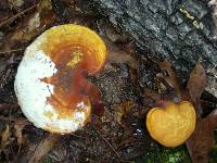 Ganoderma curtisii image