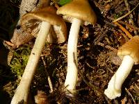 Inocybe mixtilis image