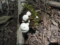 Asterophora lycoperdoides image