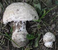 Amanita strobiliformis image