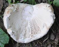 Amanita strobiliformis image