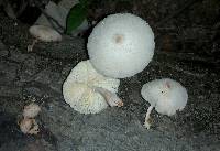 Leucocoprinus cepistipes image